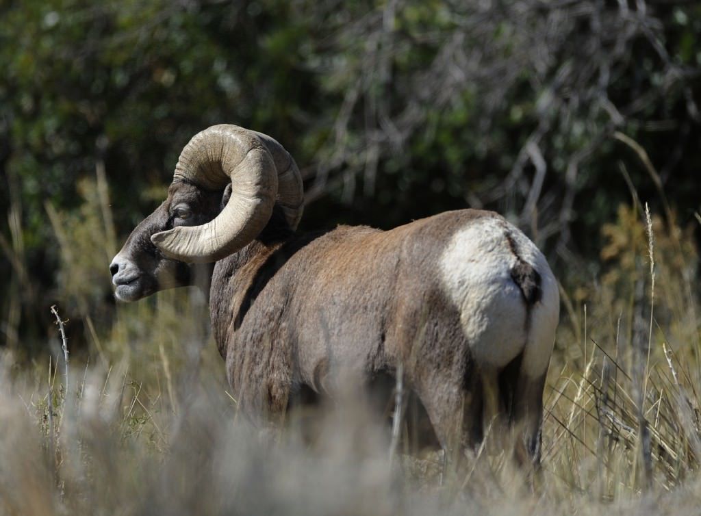 6 Places To Spy Colorado Wildlife In The Pikes Peak Region
