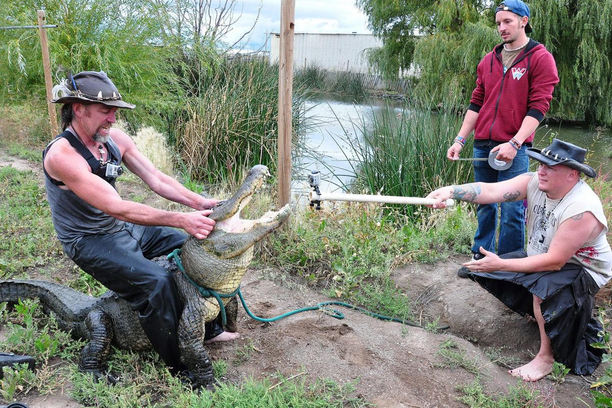 Where to Wrestle Gators in Colorado