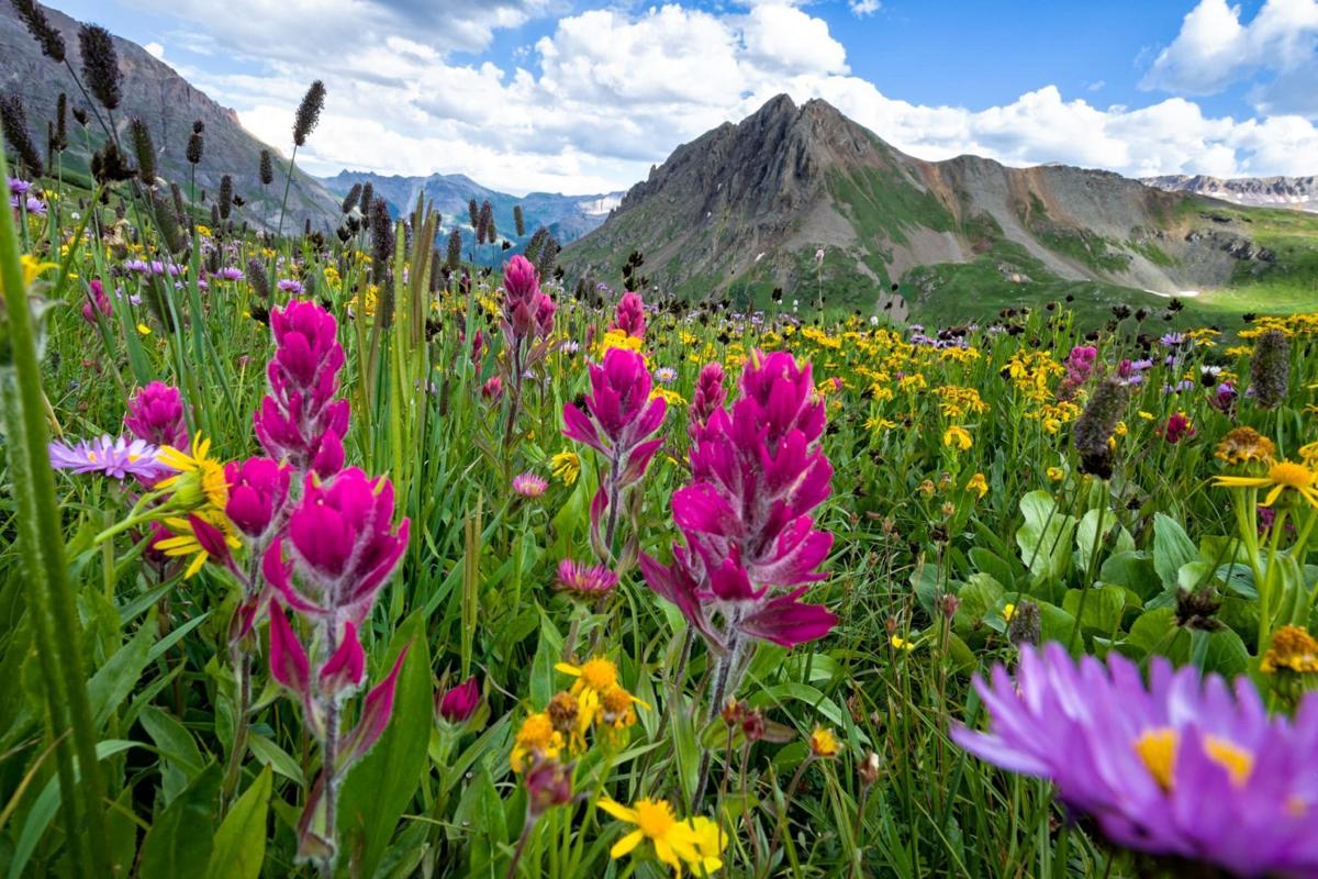 Colorado’s Most Stunning Wildflowers