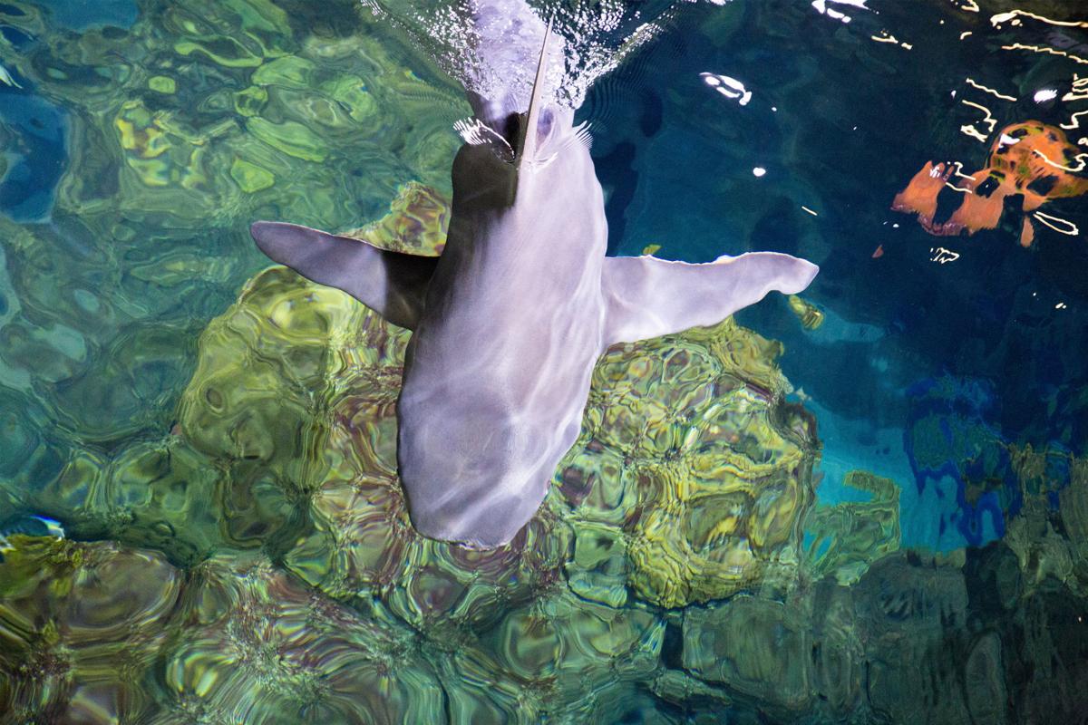 What Coloradans are Doing to Save the Sharks