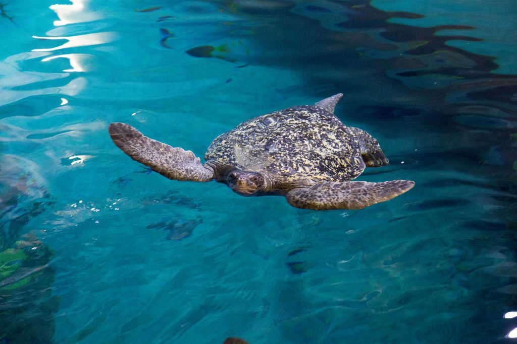 What Coloradans are Doing to Save the Sharks