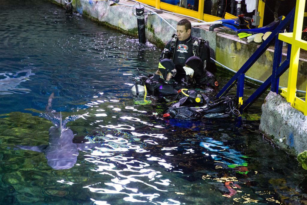 What Coloradans are Doing to Save the Sharks