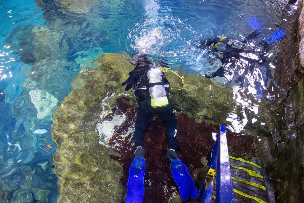 What Coloradans are Doing to Save the Sharks