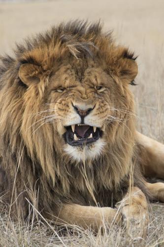 Colorado’s Wild Animal Sanctuary Will Take You A Mile Into The Wild
