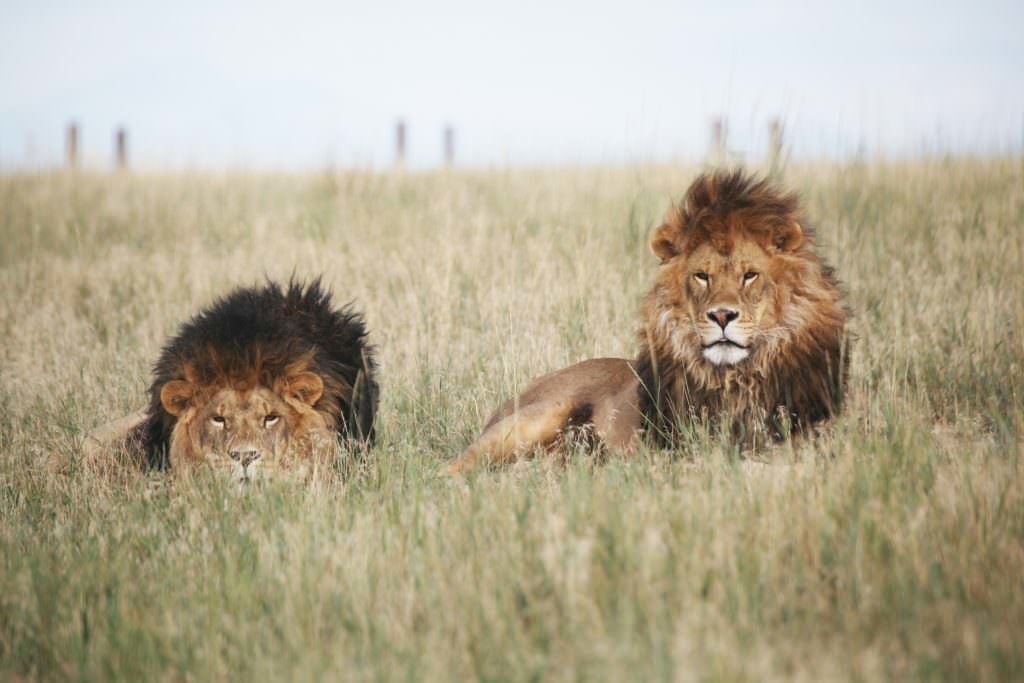 Colorado’s Wild Animal Sanctuary Will Take You A Mile Into The Wild