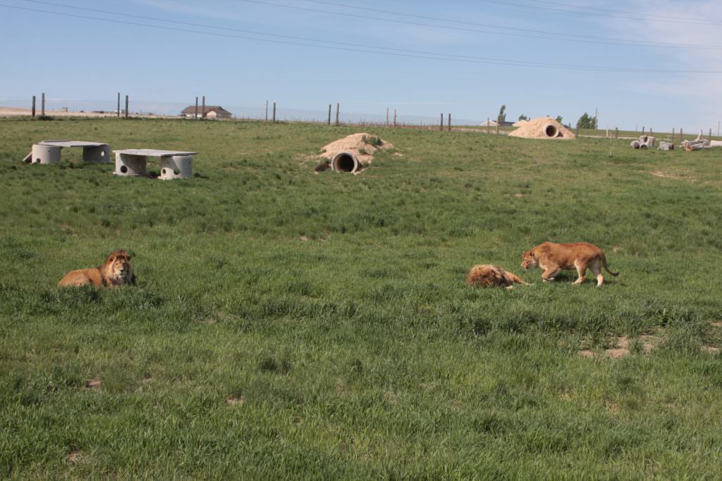 Colorado’s Wild Animal Sanctuary Will Take You A Mile Into The Wild