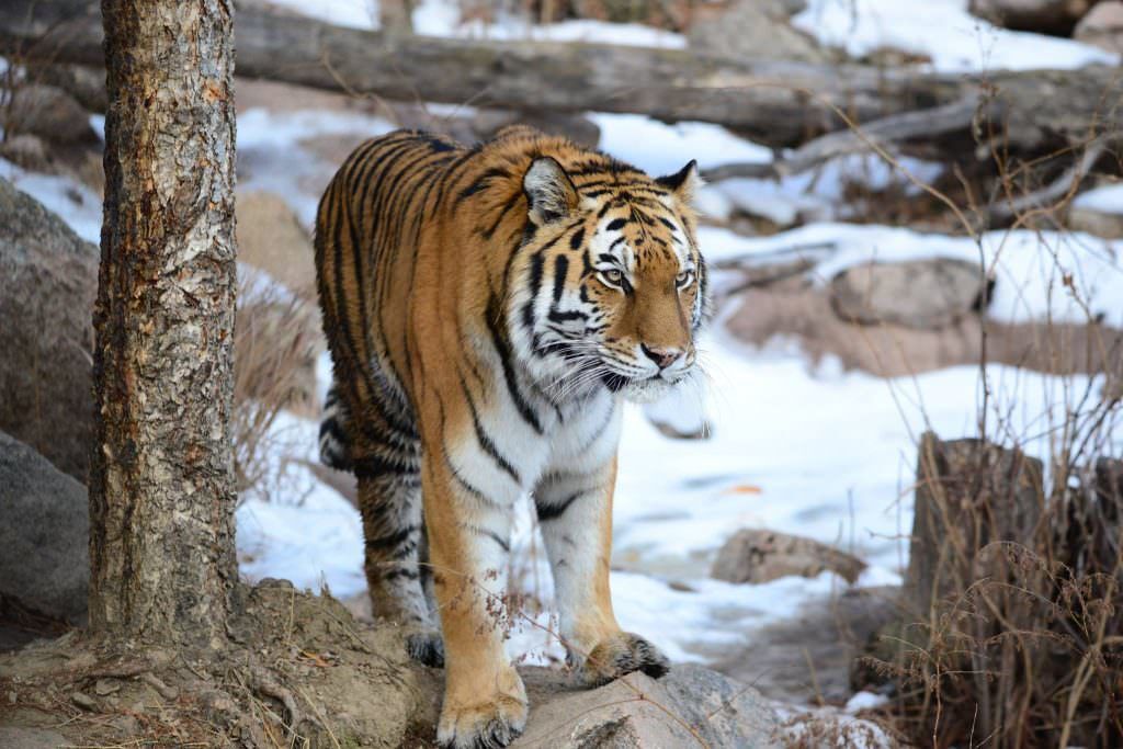 The Mountainside Zoo in Colorado Springs
