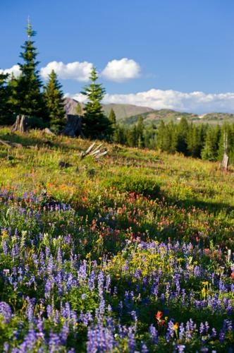 Shrine Pass
