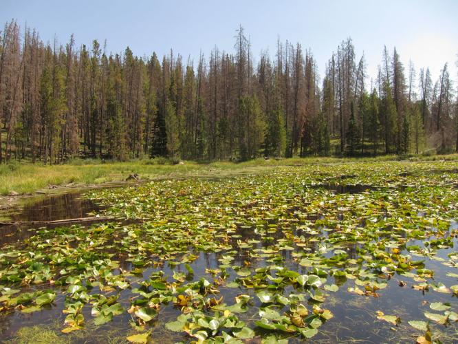 Lily Pad Lake Trail