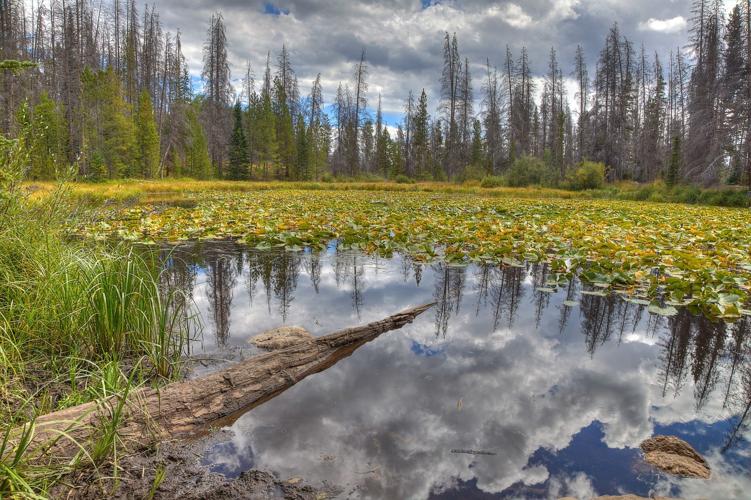 Lily Pad Lake Trail
