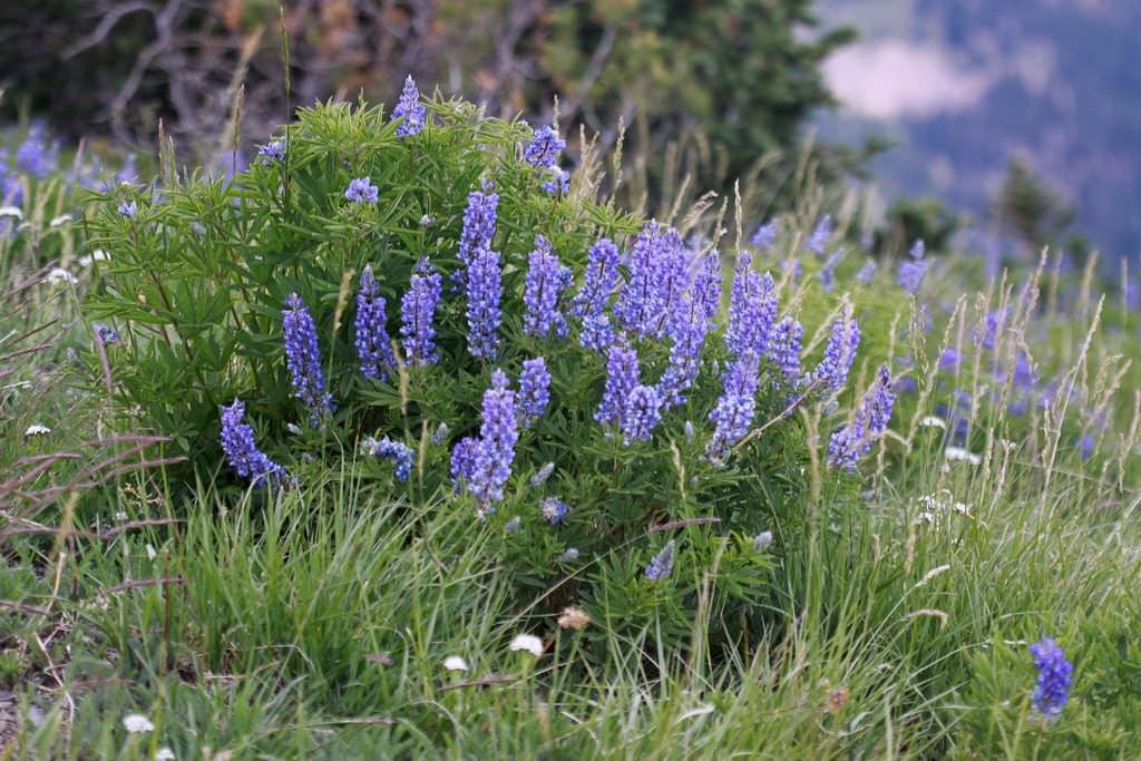 6 Outdoor Memorial Day Weekend Events