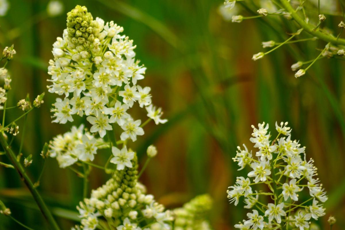 6 Poisonous Plants to Avoid in Colorado