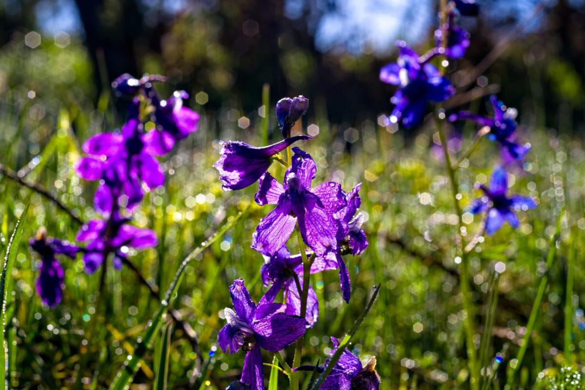 6 Poisonous Plants to Avoid in Colorado