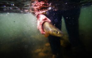 How to Properly Catch and Release in Colorado