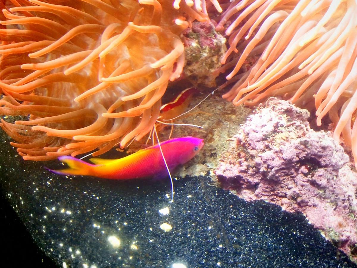 Discover Ocean Life at the Denver Aquarium