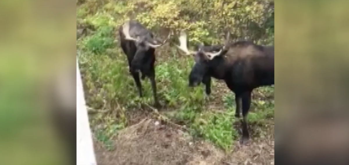 [WATCH] Bull Moose Sparring Outside of Breckenridge