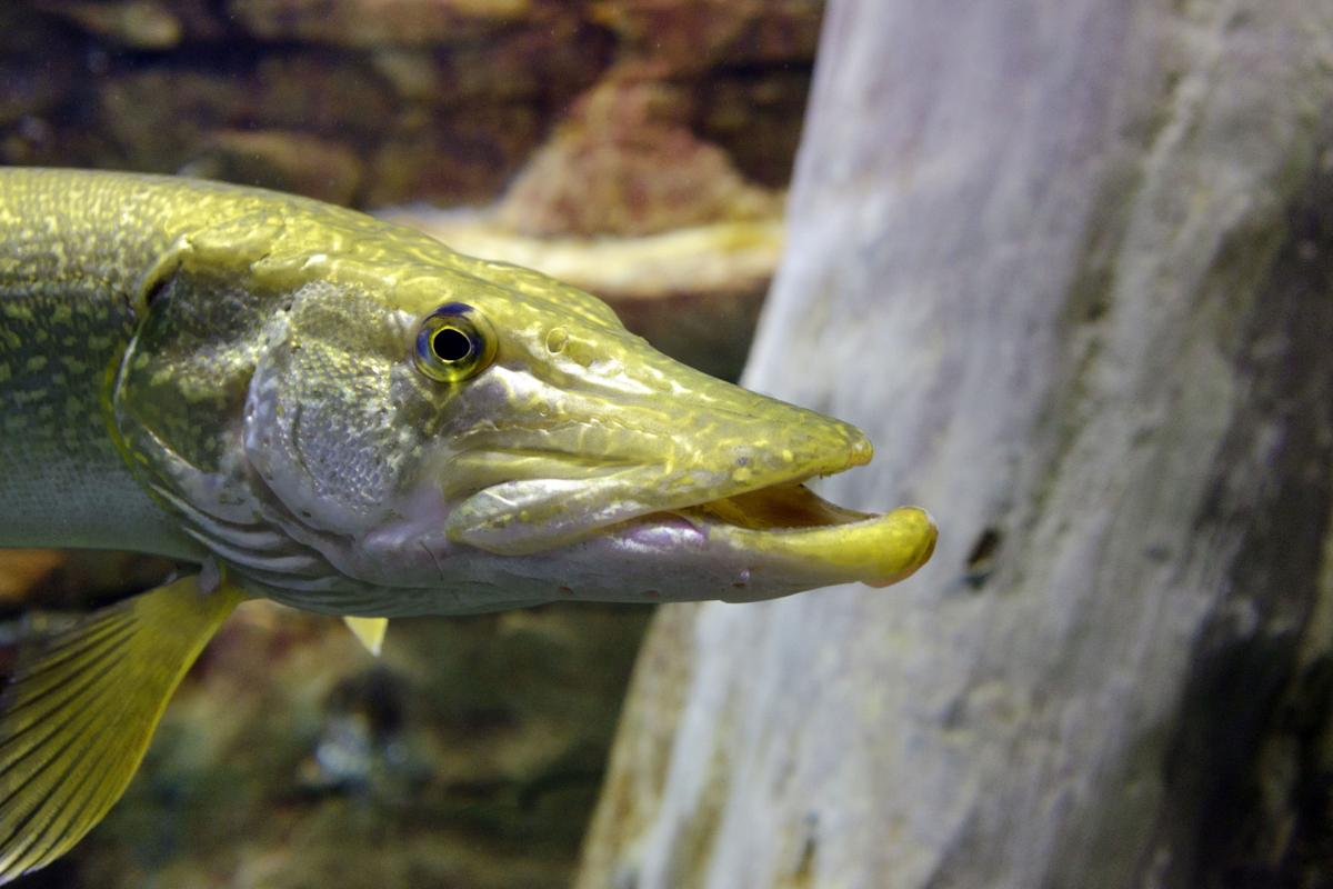4 Invasive Species in Colorado that You Should Know