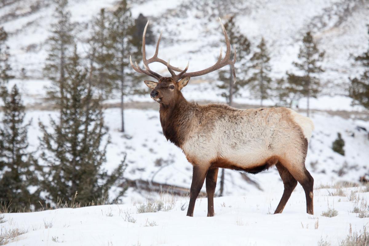 8 Reasons to Visit Estes Park this Winter Season
