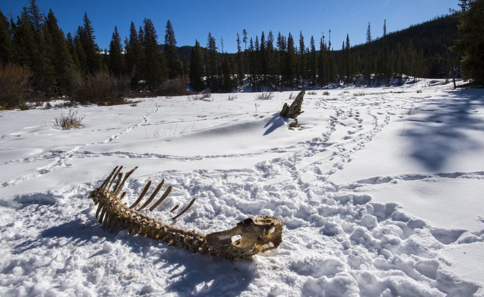 Searching for Moose in Colorado’s ‘Land of Hidden Treasures’
