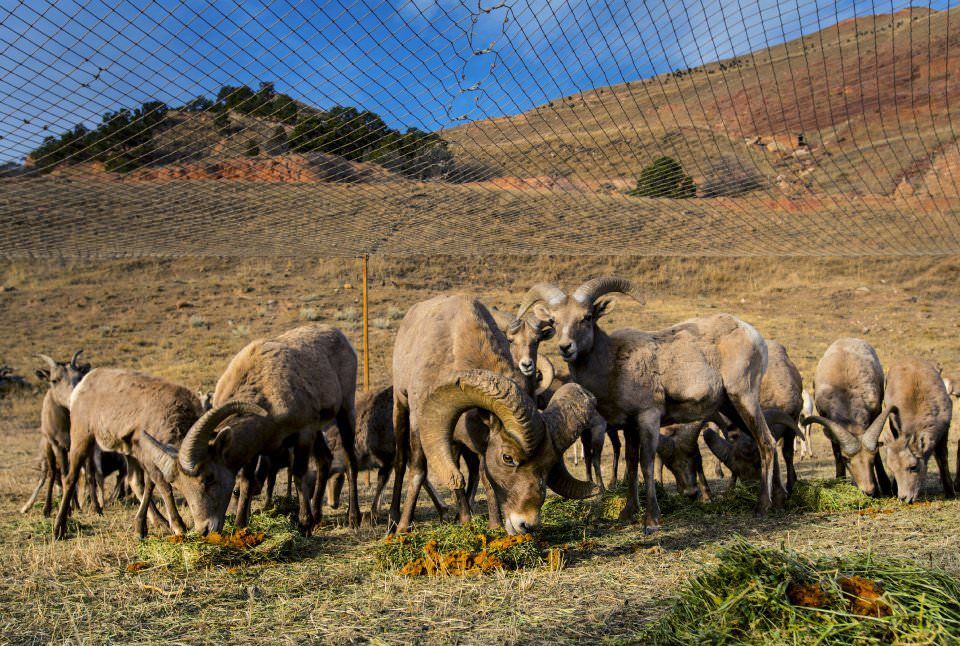 City to Relocate Bighorn Sheep in Garden of the Gods Area