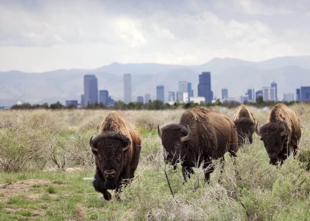 Wildlife in Colorado: 6 Things You Need to Know