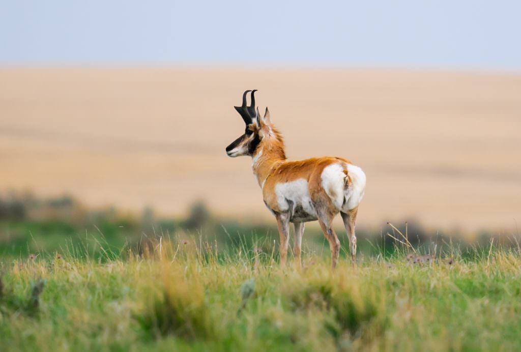 Wildlife in Colorado: 6 Things You Need to Know
