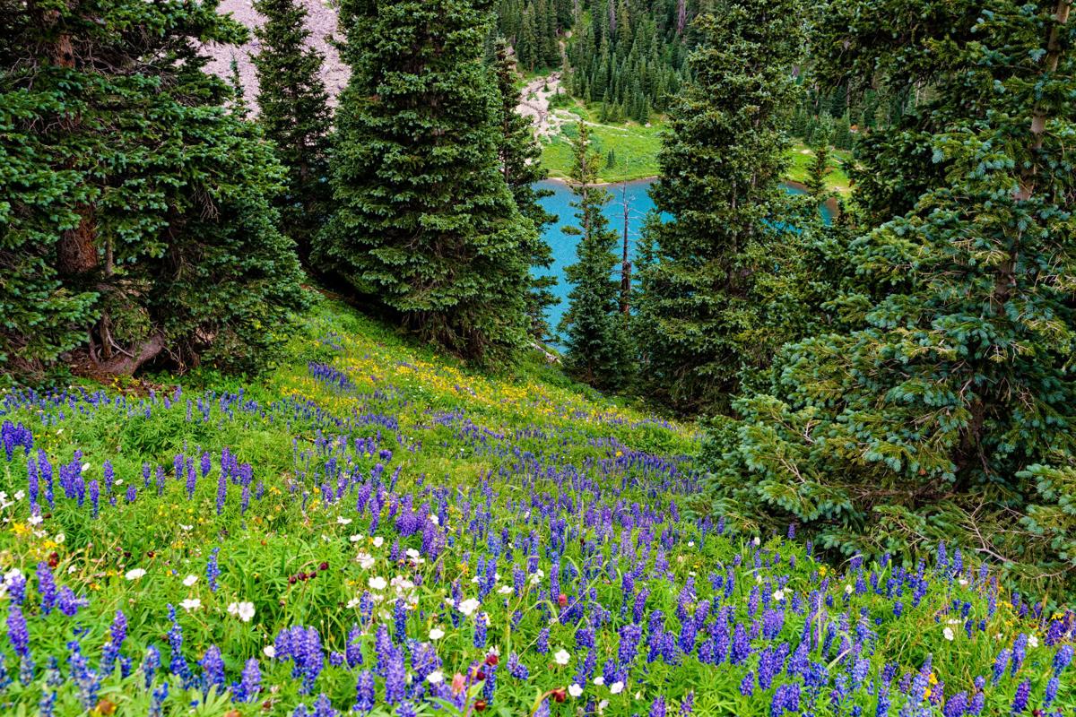 8 Poisonous Plants in Colorado (and 4 Edible Ones)