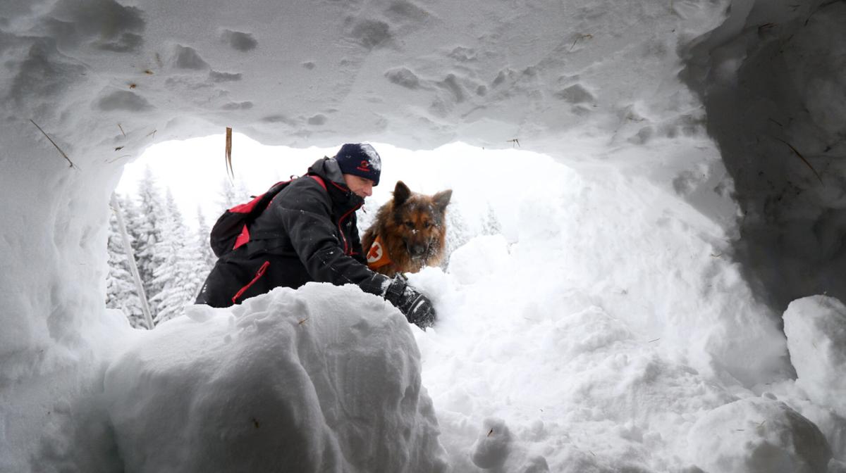 Rescued Dogs Turned High-Altitude Avalanche Rescue Animals