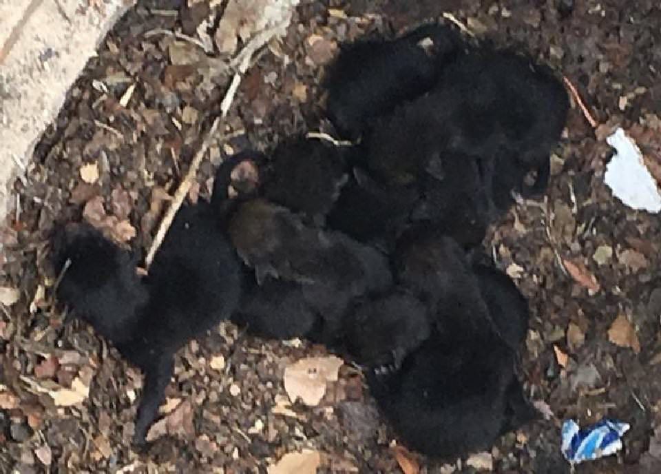 Newborn Puppies Found in Storm Drain Determined to Be Something Quite Different