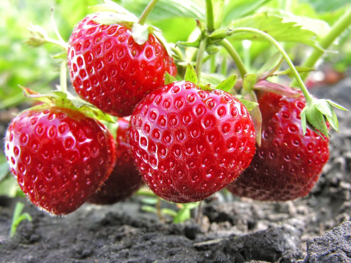 6 Places to Pick Your Own Fruit in Colorado