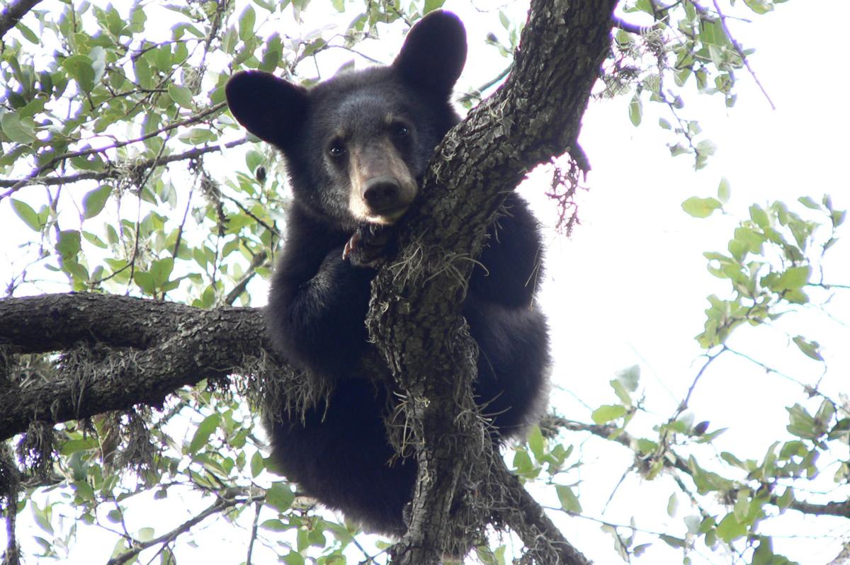 Deadly Year Likely for Colorado’s Bears, According to Wildlife Officials