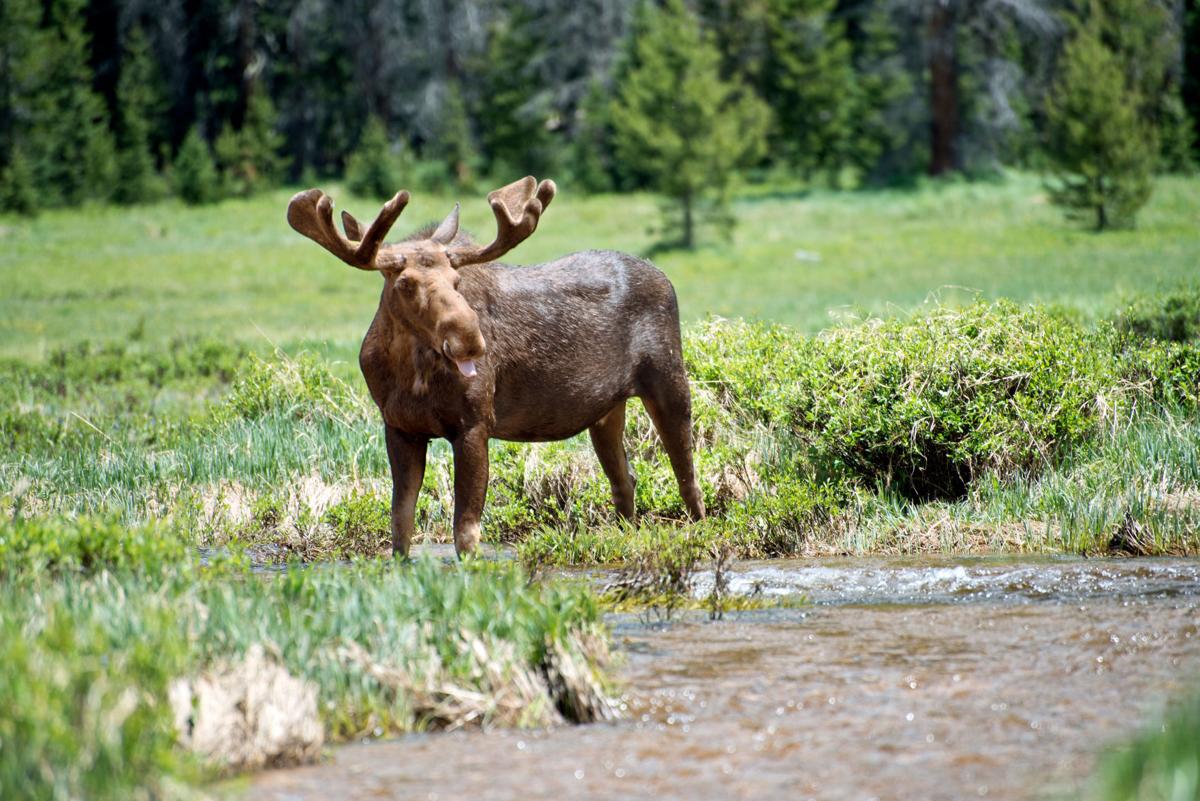 6 Awesome Ways to Explore Rocky Mountain National Park this Summer