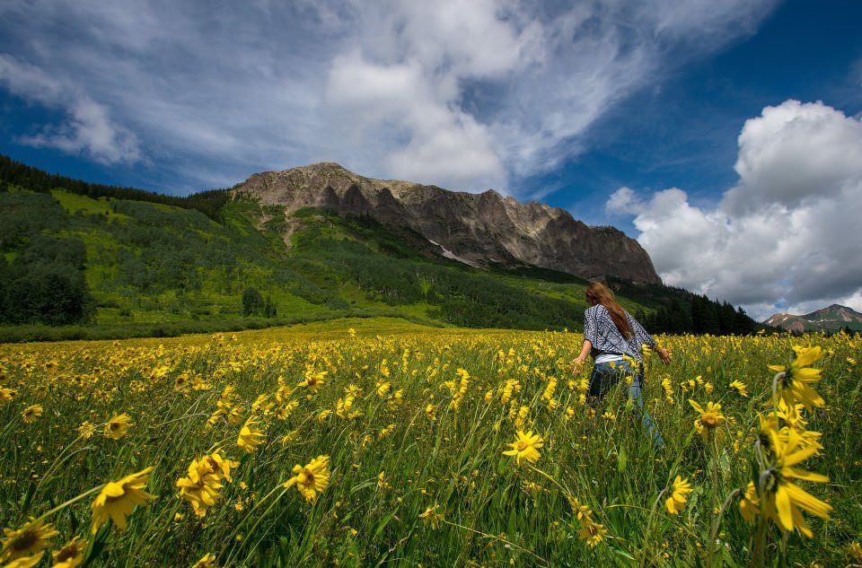Colorado Wildflowers: 7 Things You Need to Know