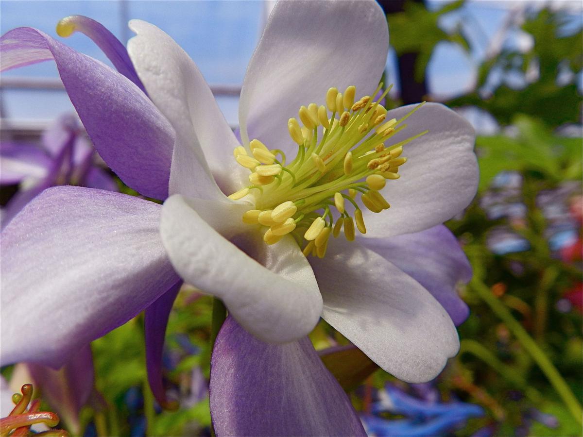 Colorado Wildflowers: 7 Things You Need to Know