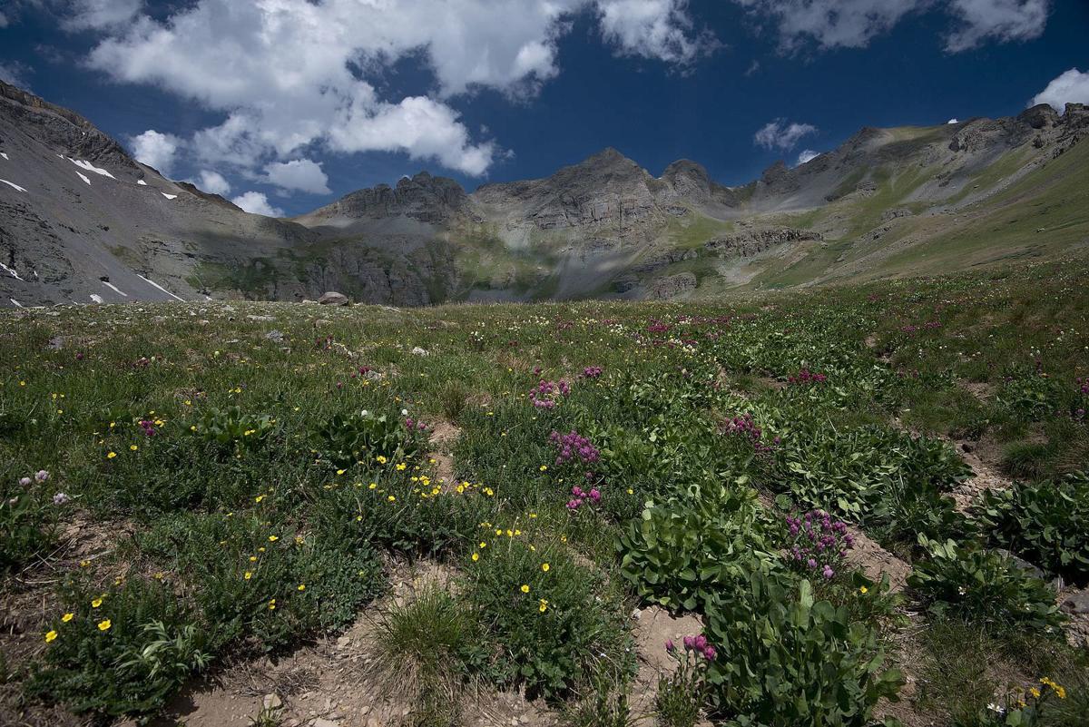 Colorado Wildflowers: 7 Things You Need to Know