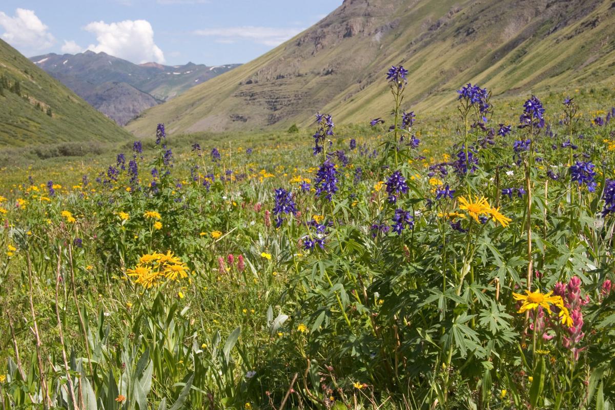 Colorado Wildflowers: 7 Things You Need to Know