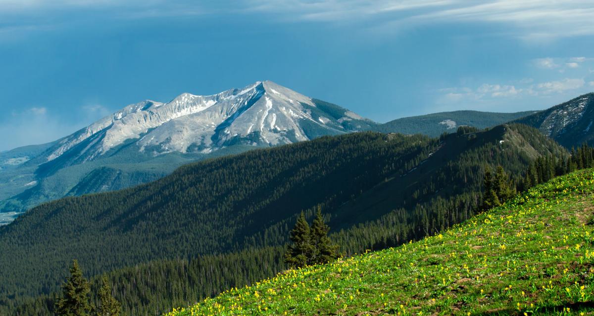 Colorado Wildflowers: 7 Things You Need to Know