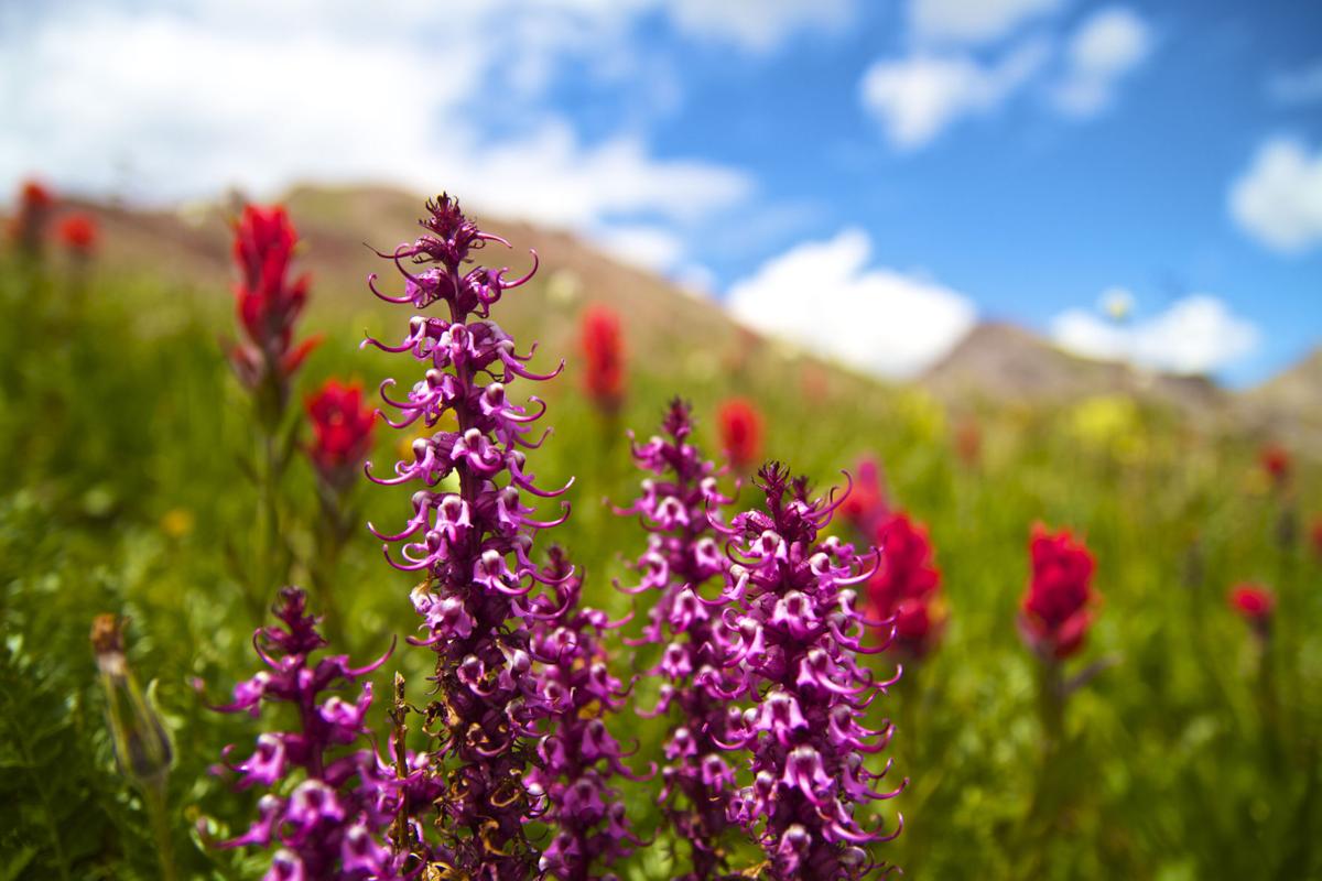 Colorado Wildflowers: 7 Things You Need to Know
