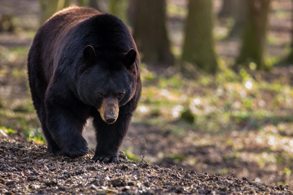 DNA test confirms bear killed in Grand Junction same bear that attacked 5-year-old