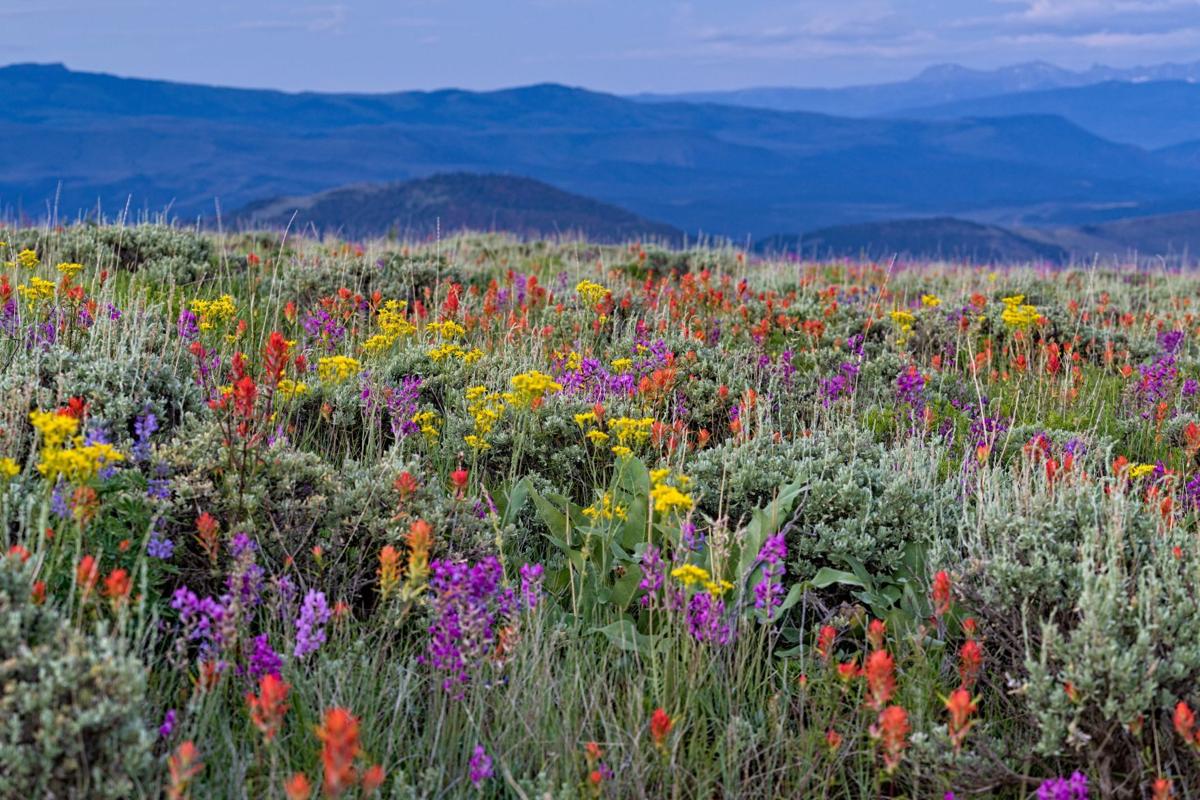 6 Best Places to Find Wildflowers in Colorado