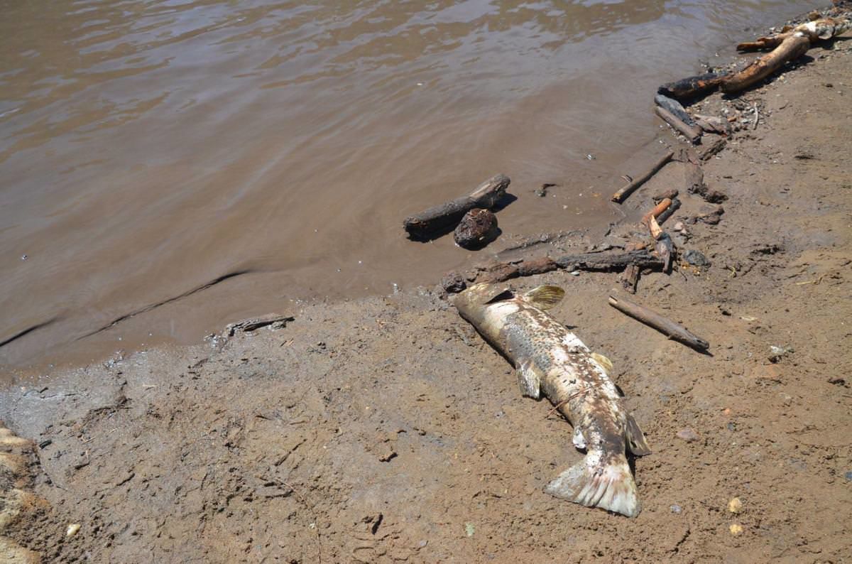 Thousands of fish killed from ash, debris-filled runoff following wildfires