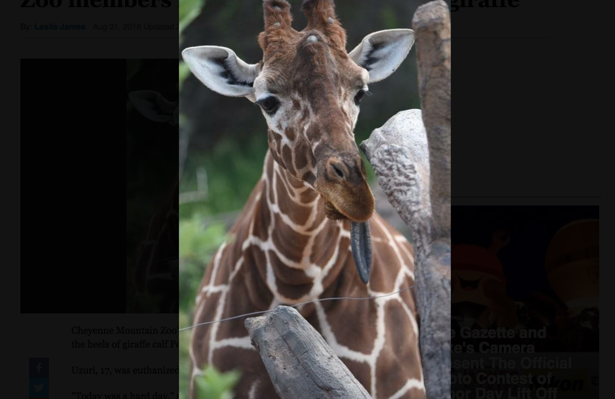 Colorado zoo mourns death of another giraffe