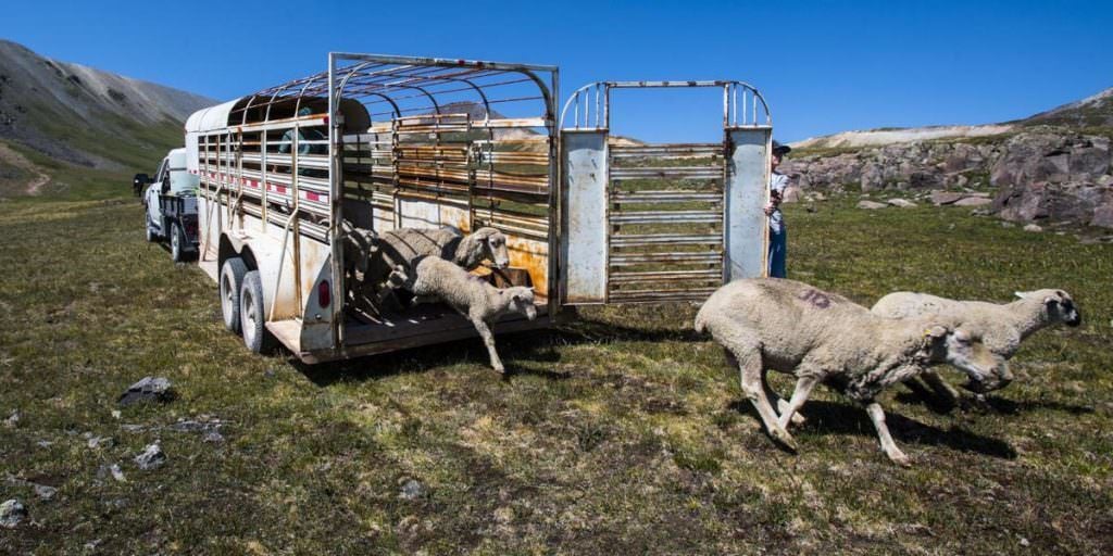 An Inside Look at Colorado’s High-Altitude Shepherds