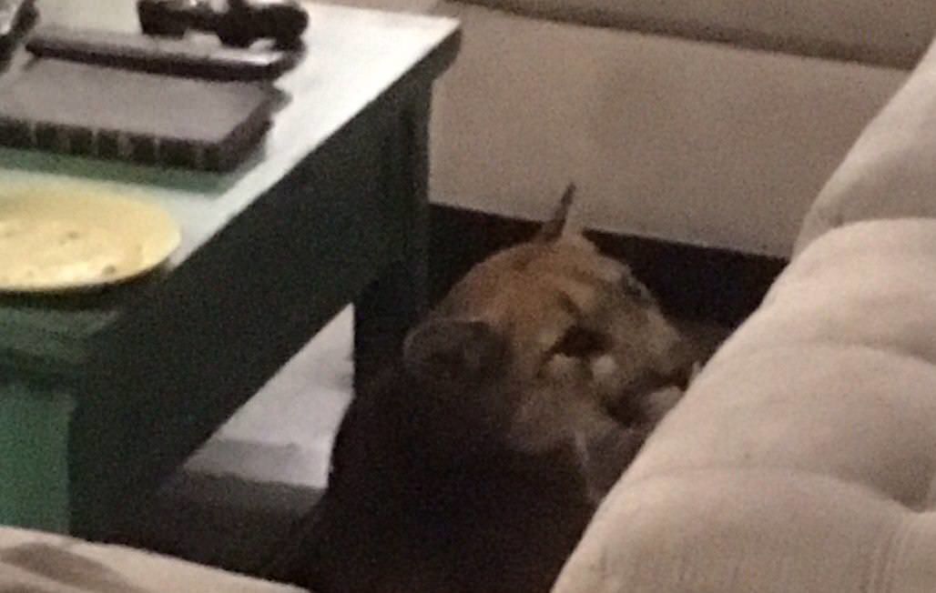 Mountain lion breaks into Colorado home, kills house cat