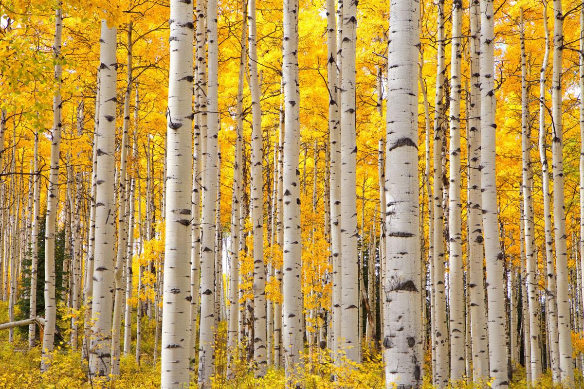 6 Ways to Make the Most of Your Fall in Summit County