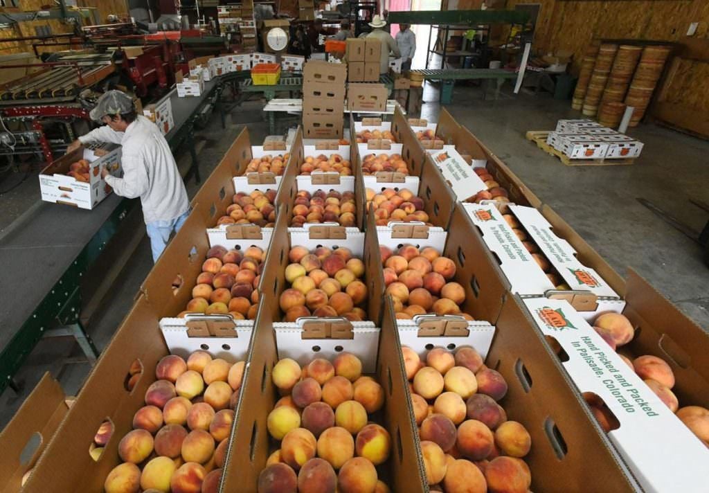 The Struggles and Triumphs Behind Colorado’s Iconic Palisade Peaches