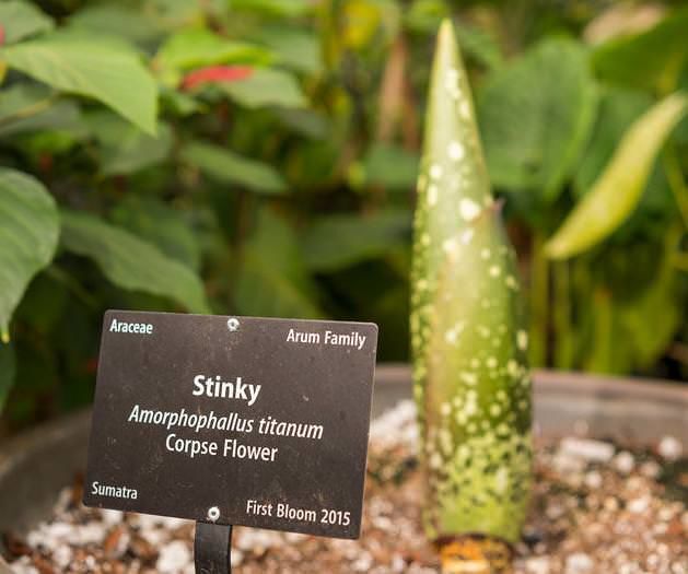 Corpse-scented plant in Denver soon-to-bloom