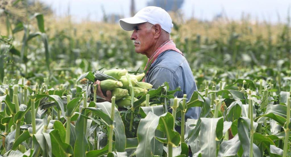 The Magic of Colorado Corn
