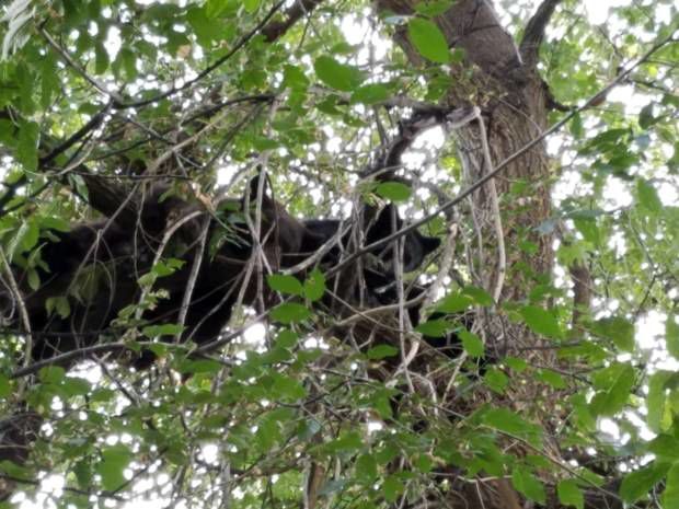 Bears prompt lockout at Colorado school