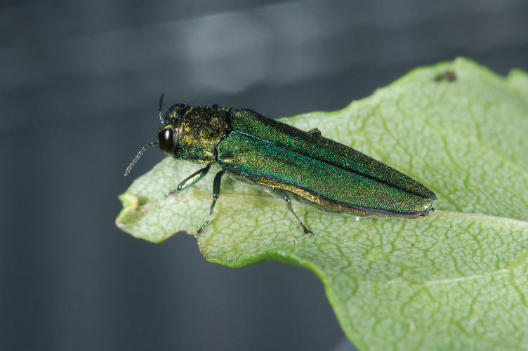 The Colorado Footprint: An Unlikely Hitchhiker, a Bundle of Firewood, and the Death of the Ash Tree